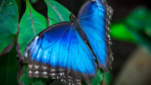Guanacaste: Diamante Adventure Park All-Day Adventure Pass