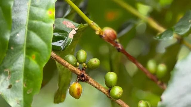 Zagala Nueva: Costa Rican Coffee Experience in the Mountains