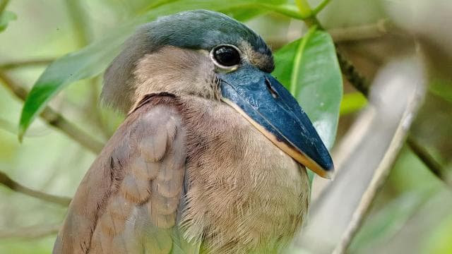 Quepos Mangrove Boat Tour