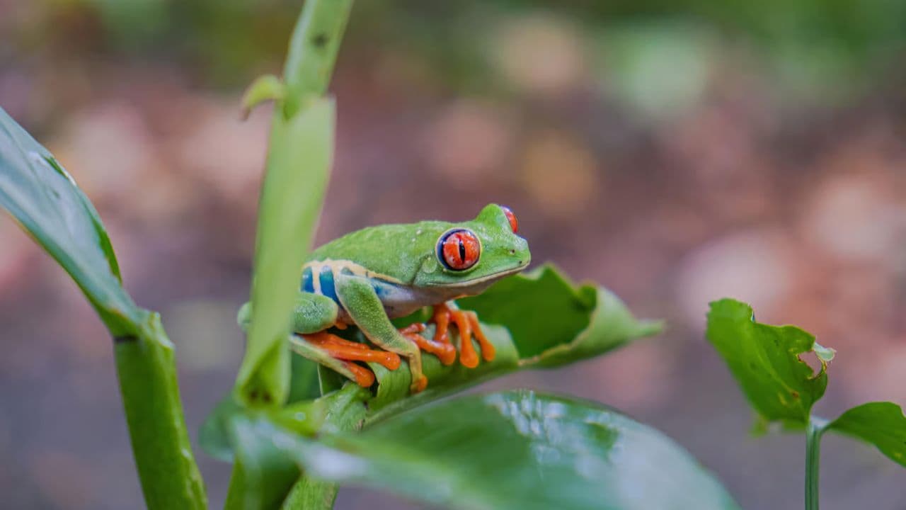 Jungle Eco Tour