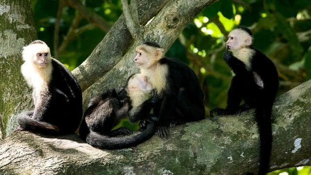 Manuel Antonio: Manuel Antonio National Park Guided Day Trip - Dominican Republic
