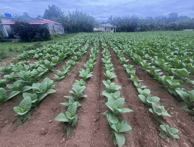 Viñales Tobacco Tour