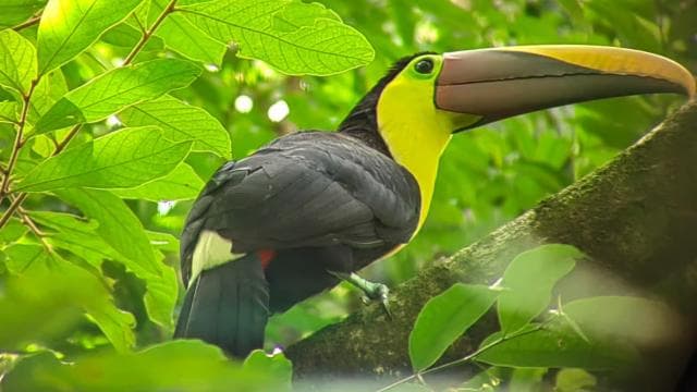 From San José To Manuel Antonio national Park Guided tour