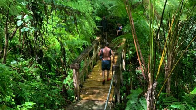 El Yunque National Rainforest Nature Walk & Luquillo Beach