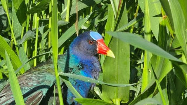 Costa Rica : Birdwatching experience with a profesional.