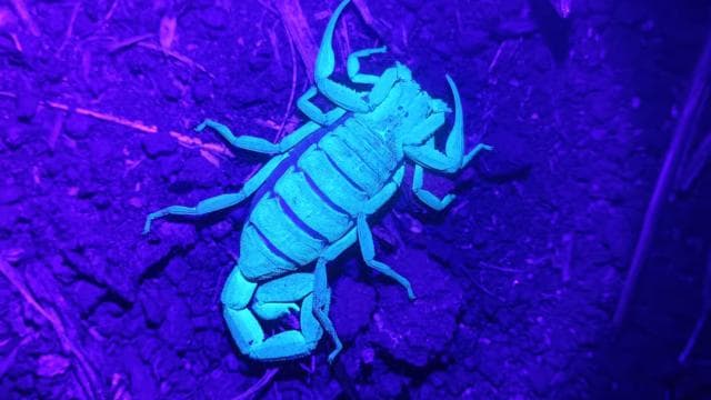 Monteverde: Night Walk through the Forest with a Guide