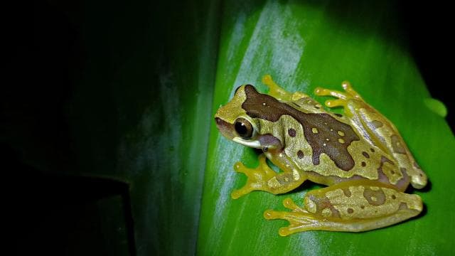 La Fortuna: Chocolate tour and Night walk Don Juan Arenal