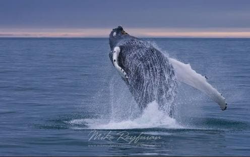 Punta Cana: Samana Whale Watching Cruise