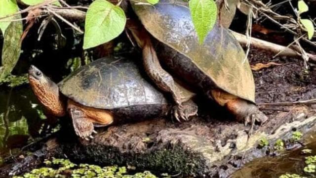 Tortuguero National Park: Kayak Tour with Guide