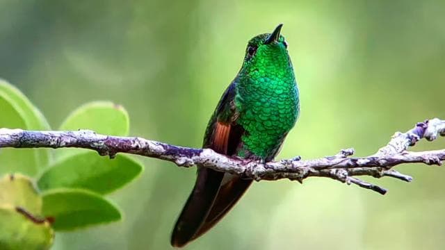 Monteverde Hanging Bridges and Night Walk Tour