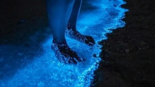 Bioluminescence Night Snorkeling Tour From Pochote Beach