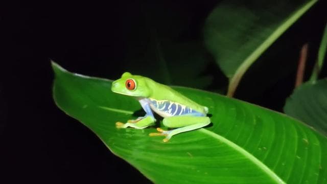 Jungle Pack x 3 Tour in the National Park
