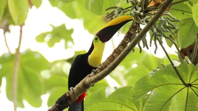 Costa Rica: Sloth tour and Coffee, Chocolate, and Sugarcane
