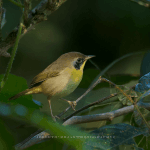 Punta Cana: Bird Watching at Punta Cana Foundation Area