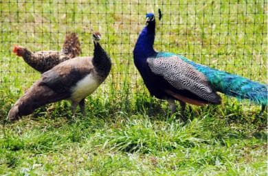 Punta Cana: Xploration Animal Park Bus Tour with Encounters