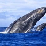 Miches Whales Watching Half Day Experience – Media Luna (Half-Moon).