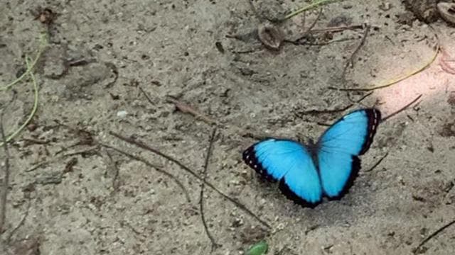Cahuita National Park+Bribri Chocolate Tour+Waterfalls Tour+Lunch