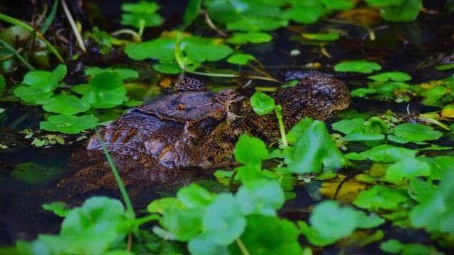 Tortuguero: Guided Canoe Tour "An Unforgettable Experience"