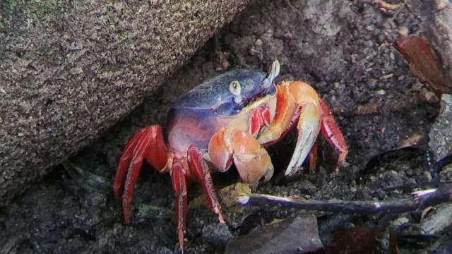 Manuel Antonio: Kayak Tour in the Mangroves to see animals