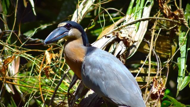 Tortuguero: Guided Canoe Tour "An Unforgettable Experience"