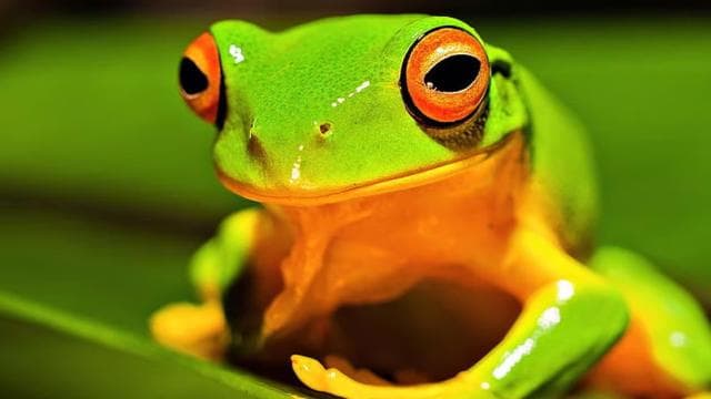 Tortuguero: A night walk through the Tortuguero rainforest