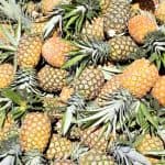 Las Terrenas Cayo levantado (Bacardi Island) Day trip Tour
