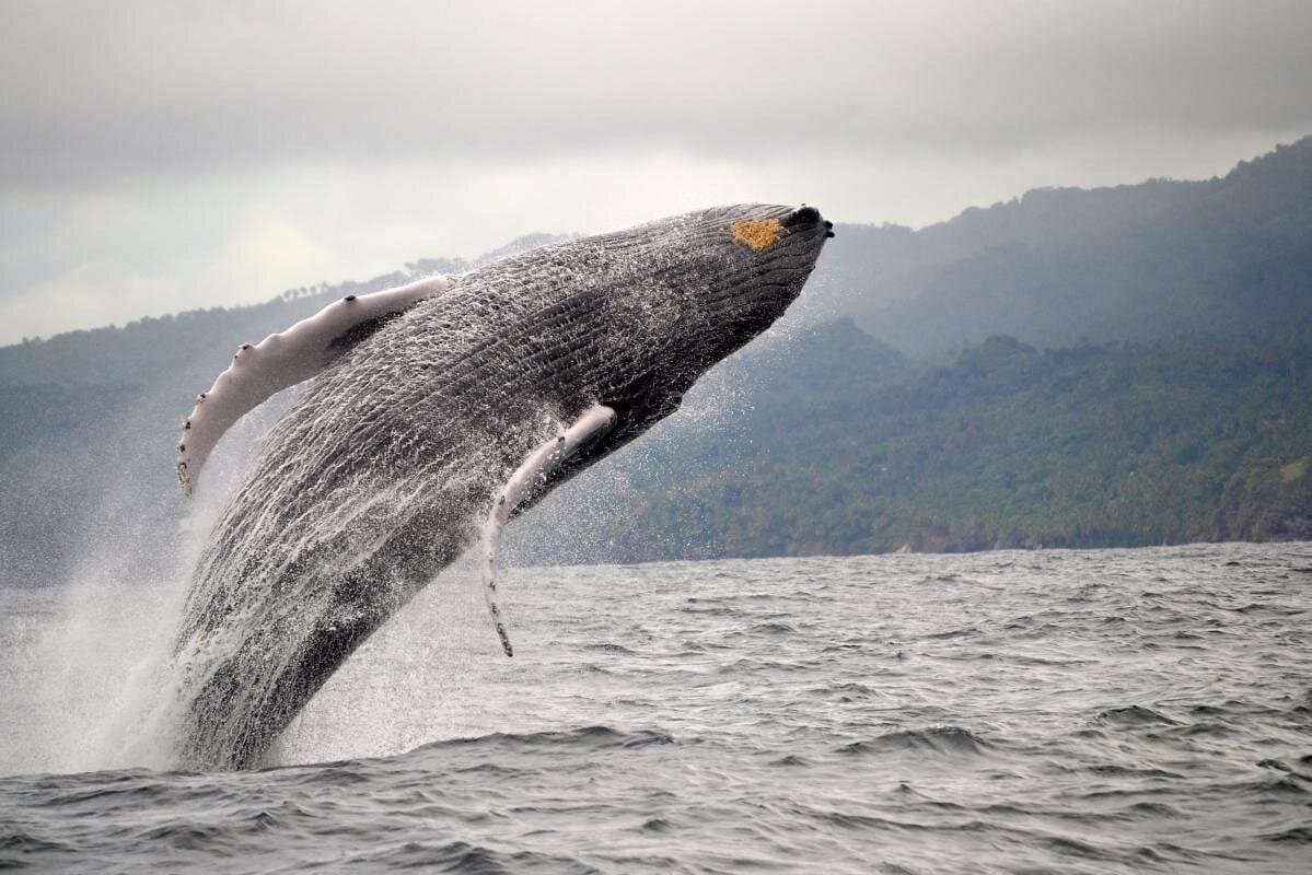 Whale watching + cay raised from Punta Cana - Dominican Republic