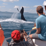 Whale Watching + Cayo Levantado Freedom