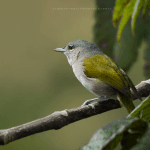 Private Birding Tours of the Dominican Republic