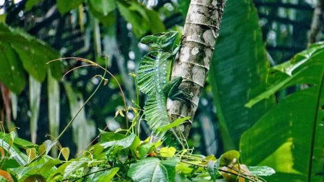 Tortuguero: Canoe Tour and Turtle Nesting Tour Package