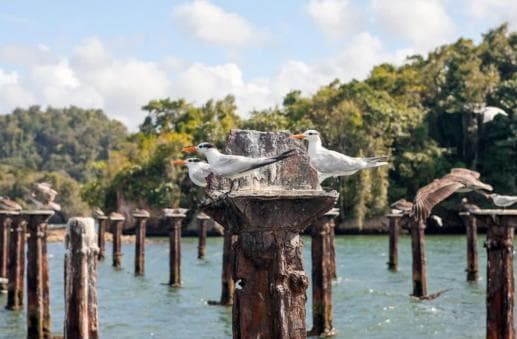 Los Haitises Boat Ride + Caño Hondo Natural Pools