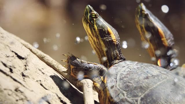 2-Hour Kayak Tour in Quepos Mangroves – See Monkeys & Sloths