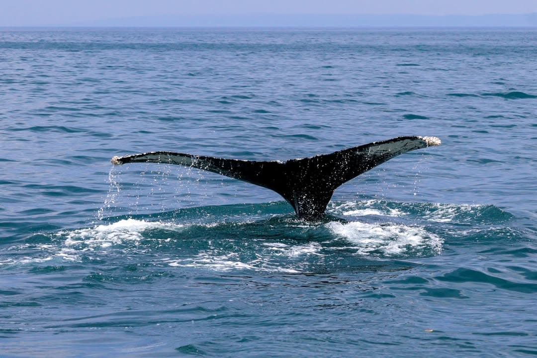 Las Terrenas : Whale watching & Kayaking