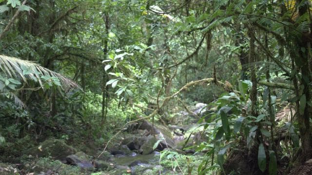 Private Forest Walk - Río Celeste