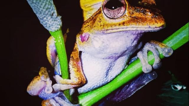 Drake Bay: Wildlife Tour at Night with Naturalist Guide