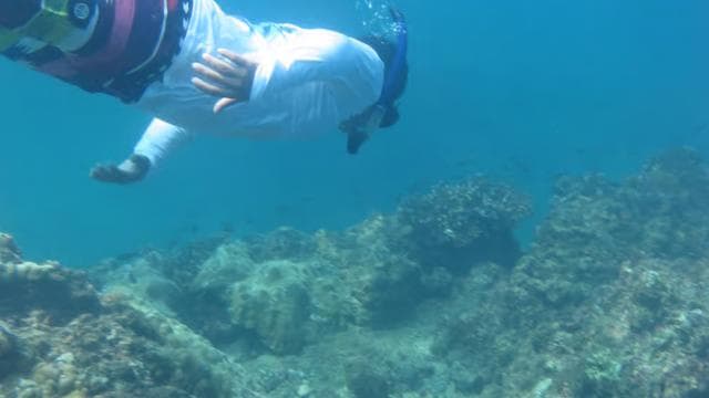 Playa Uvita: Caño Island Snorkeling Tour with Lunch