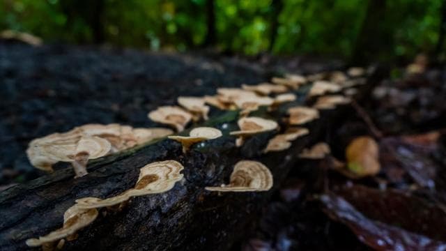 El Tanque: GreenEcoPark Guided Hike with Seasonal Fruits