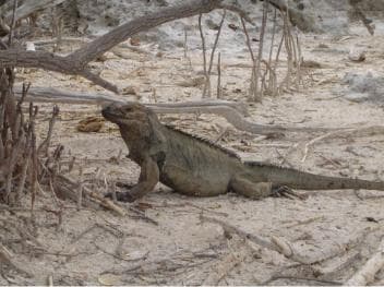 Jaragua National Park: Explore Laguna de Oviedo