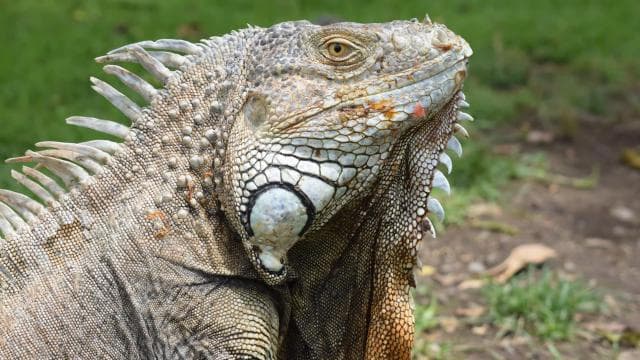 Guanacaste: Palo Verde Wildlife Safari Boat Tour