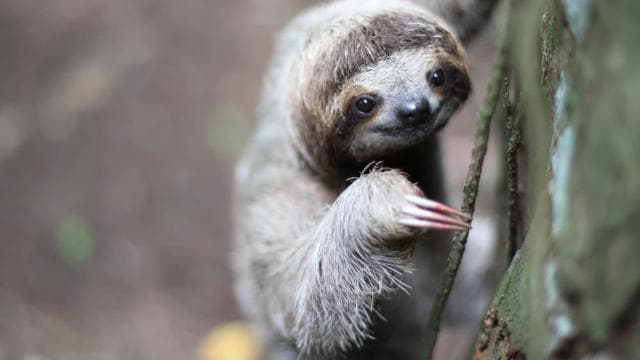 Uvita:Sloth Watching Trail-The best sloth tour in Costa Rica