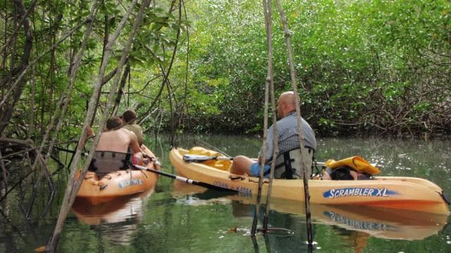 Uvita - Dominical: Private Kayak Tour - Mangroves of Terraba
