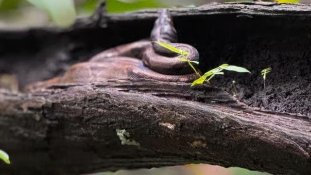Mangrove Experience from Uvita