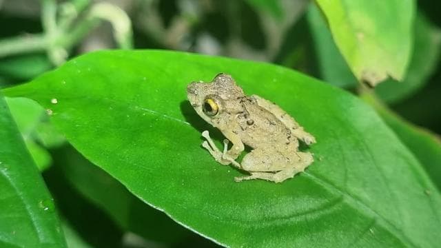 Night Tour Rainforest Guided Tour: la fortuna