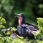 Private Boat Trip & 2 Hours Hiking Rain Forest Los Haitises