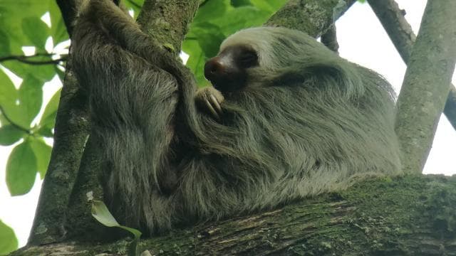 La Fortuna: Sloth Watching Tour