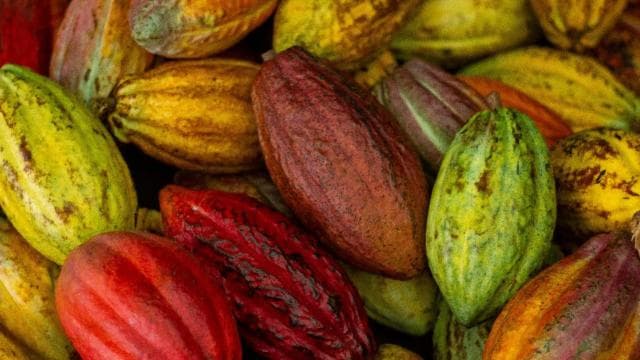 La Fortuna: Don Juan Arenal Coffee and Chocolate Tour