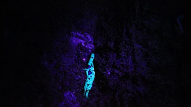 La Fortuna Night Walk in a High Biodiversity Rainforest