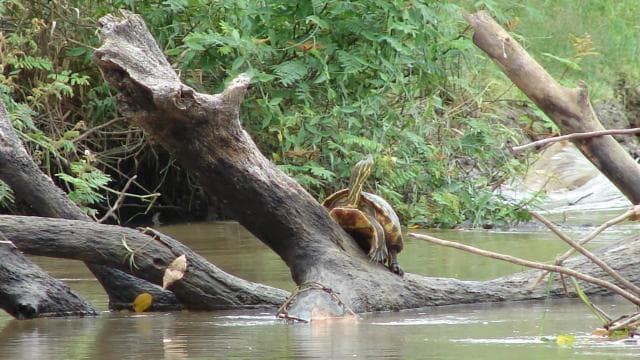 Caño Negro: rivers and lagoons: bird, flora and fauna tour
