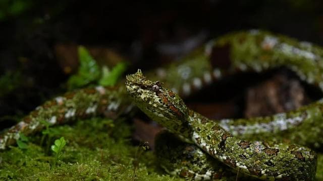 Monteverde: Oktari Monteverde Night Walk Tour