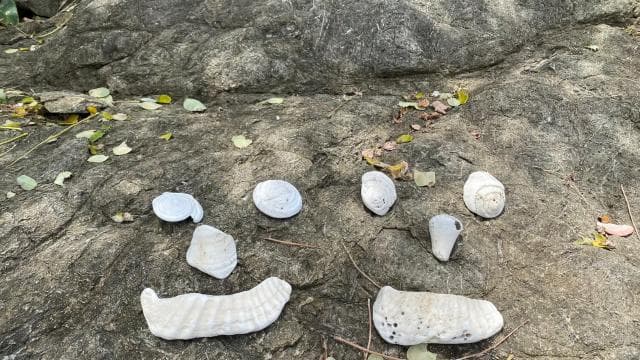 Turtle Nesting/Hatching on a secluded beach near Tamarindo